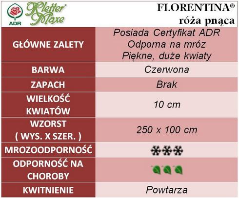 Florentina róże pnące